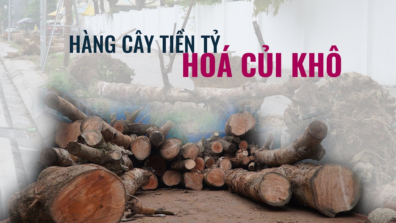 Hà Nội- Hàng cây tiền tỷ mới trồng 2 tháng đã chết khô, cả trăm cây phải nhổ bỏ - VTC Now