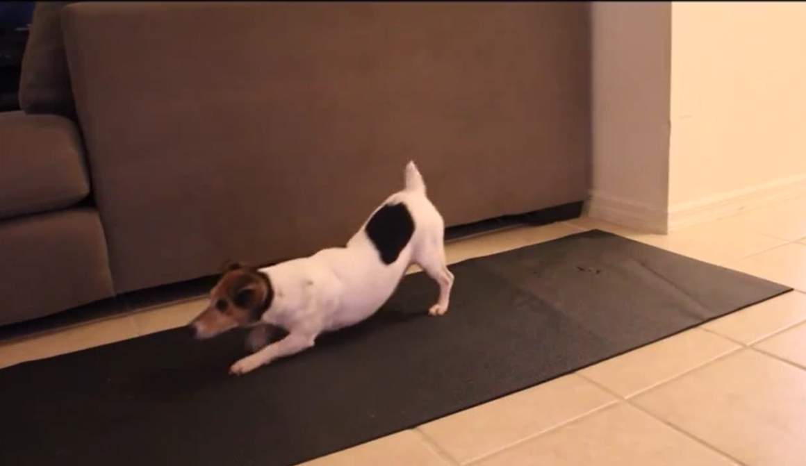 Phim Chó tập yoga cực đỉnh